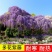紫藤苗，紫藤树苗爬藤植物紫藤萝花苗攀爬四季开花紫藤苗