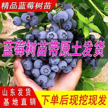 蓝莓苗蓝莓树果苗盆栽阳台特大南方北方庭院种植地栽果树当年