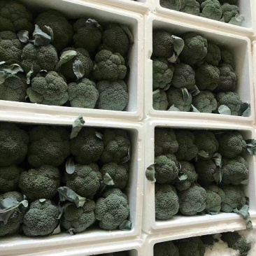 炎秀西兰花福建耐高温耐寒精品西兰花新鲜蔬菜