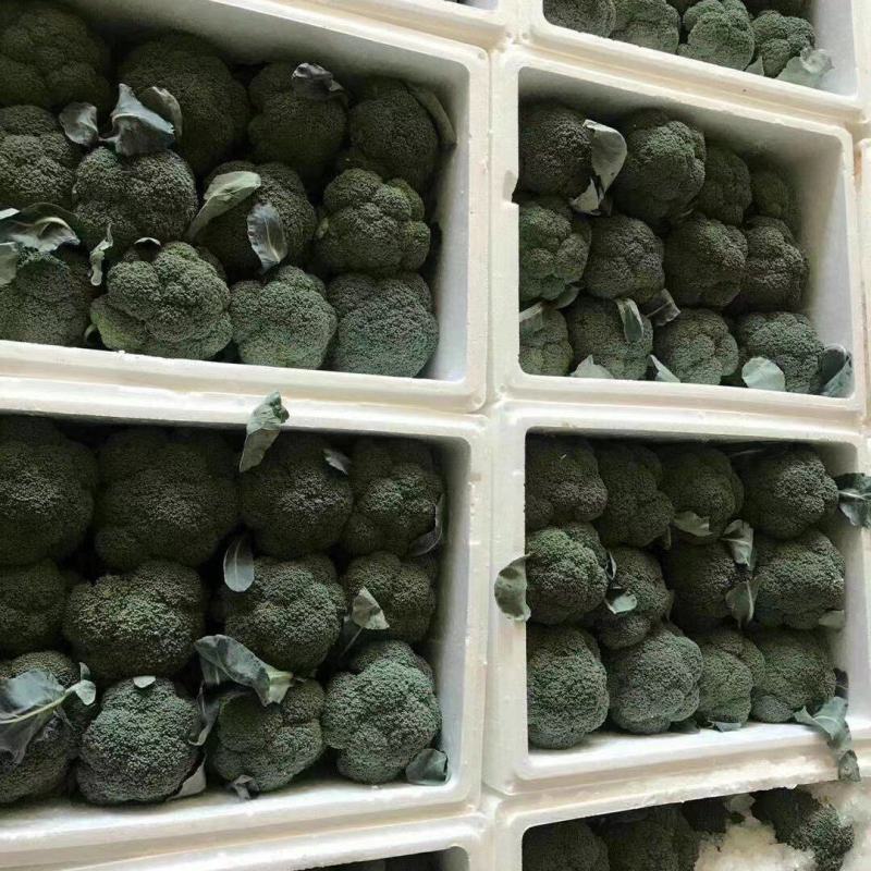炎秀西兰花福建耐高温耐寒精品西兰花新鲜蔬菜