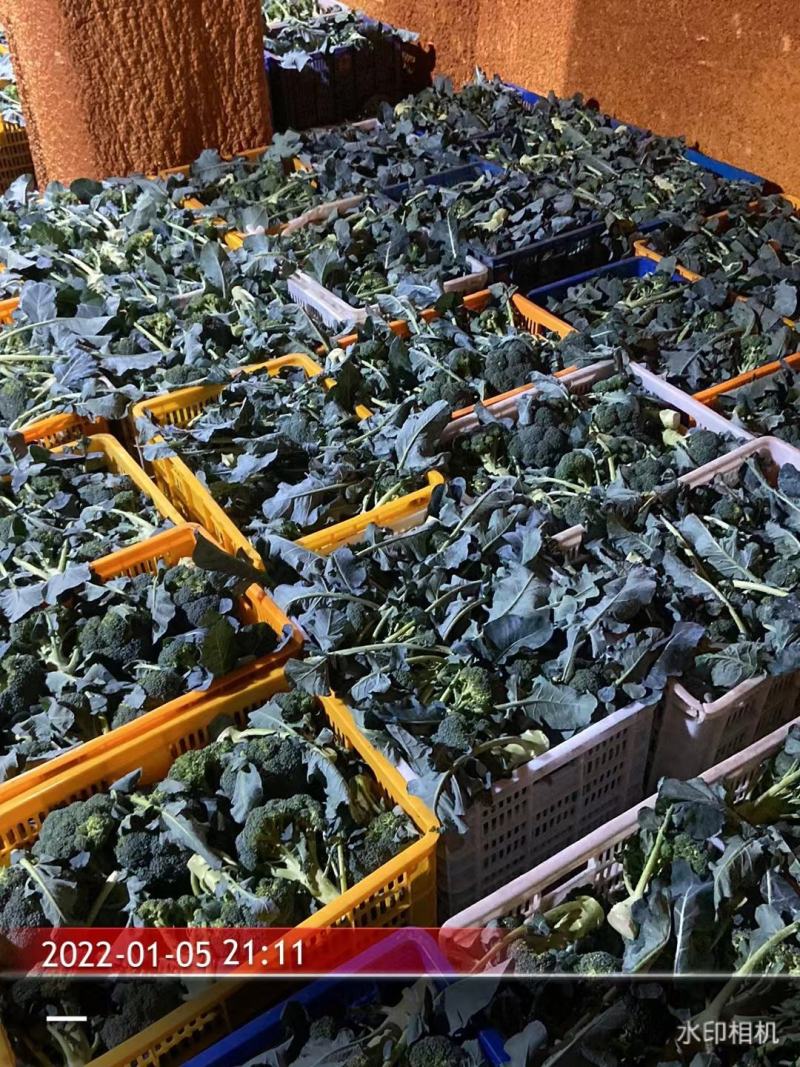 炎秀西兰花福建耐高温耐寒精品西兰花新鲜蔬菜