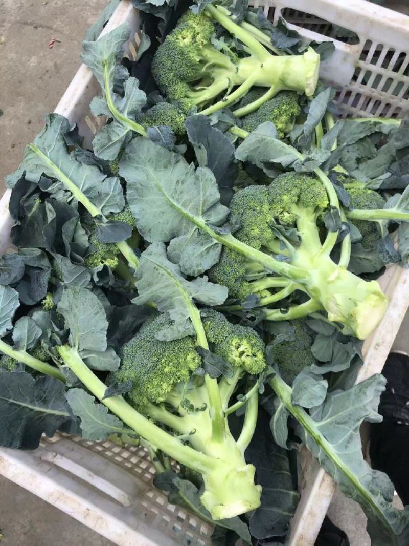 炎秀西兰花福建耐高温耐寒精品西兰花新鲜蔬菜