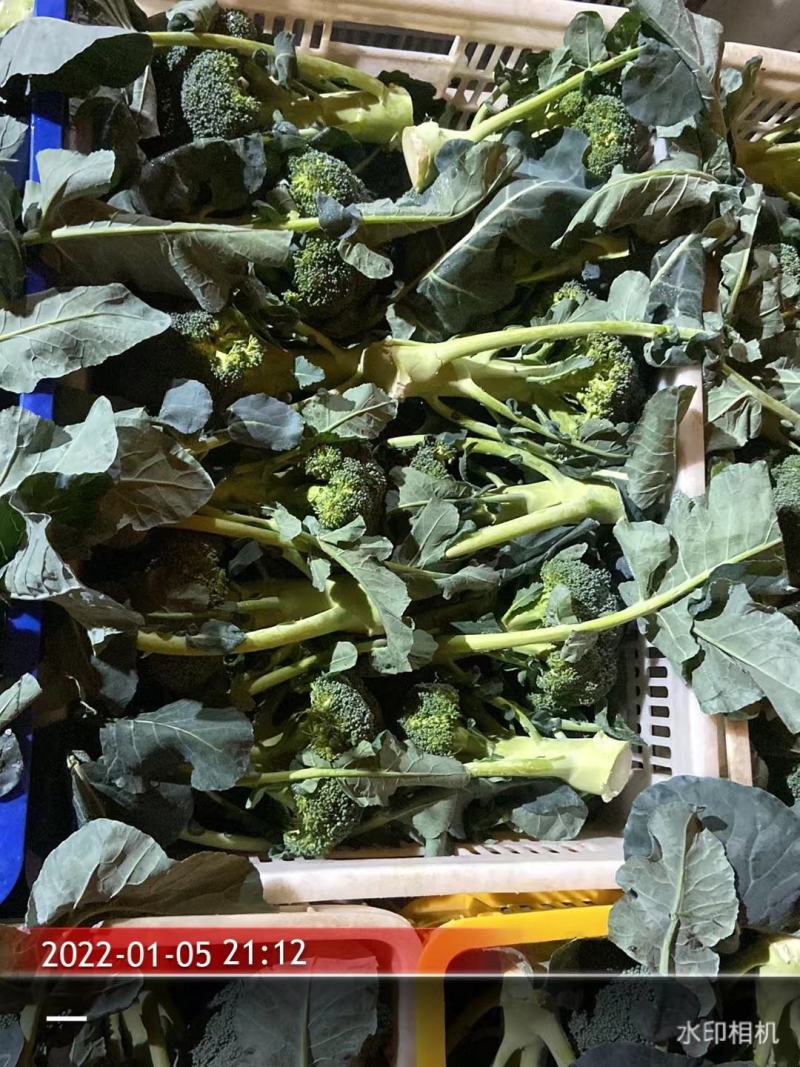 炎秀西兰花福建耐高温耐寒精品西兰花新鲜蔬菜