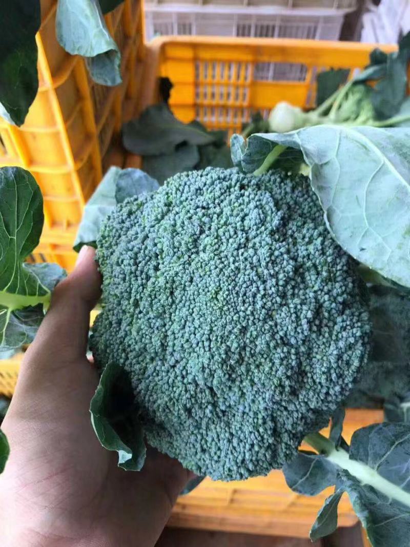 炎秀西兰花福建耐高温耐寒精品西兰花新鲜蔬菜