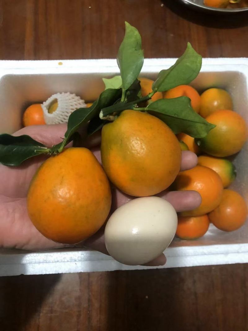 新品脆蜜金桔苗脆皮金桔产地直发融安脆蜜金桔苗