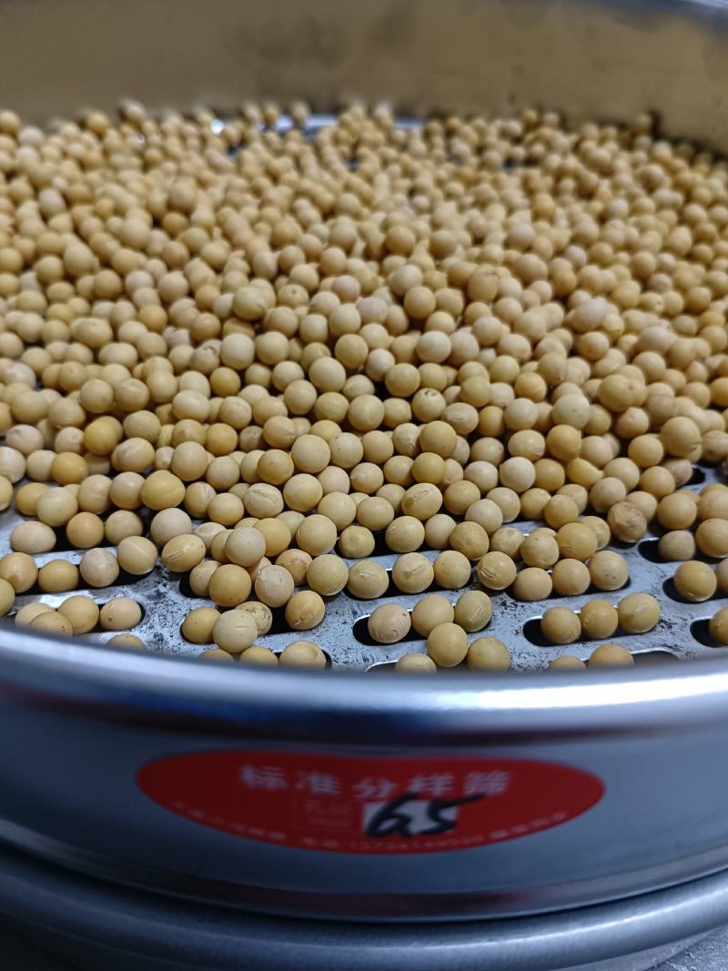 特大粒豆浆黄豆东北黄豆做豆腐高蛋白非转基因大豆精选黄豆