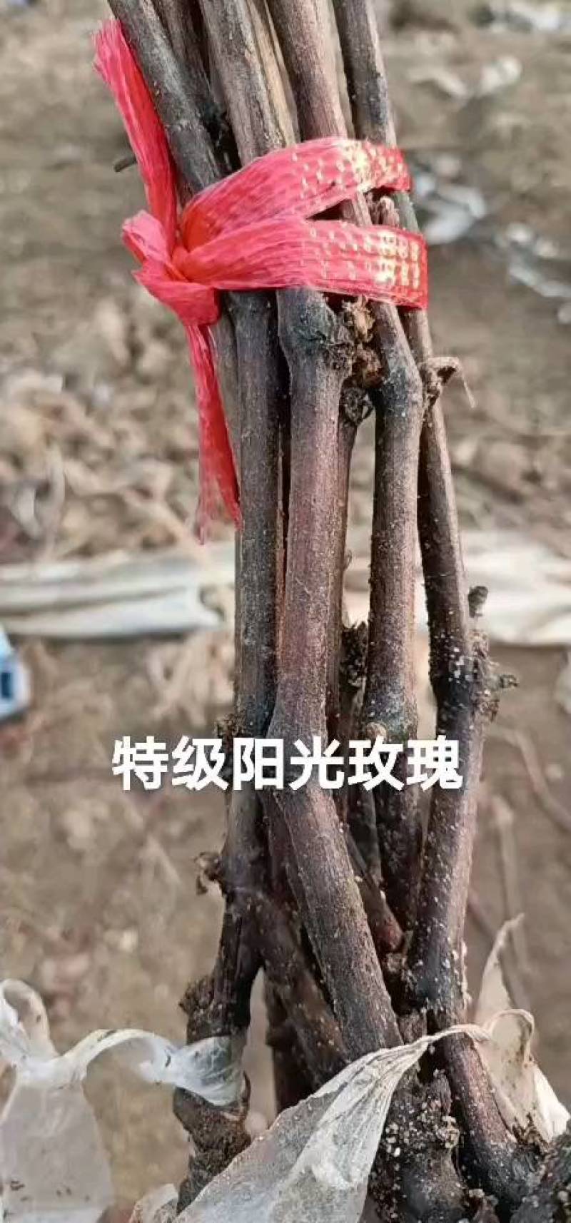 大家好！家林葡萄苗木繁育基地面向全国出售优质葡萄苗