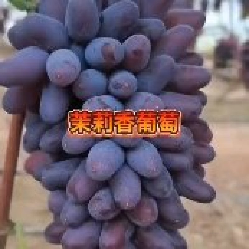 大家好！家林葡萄苗木繁育基地面向全国出售优质葡萄苗