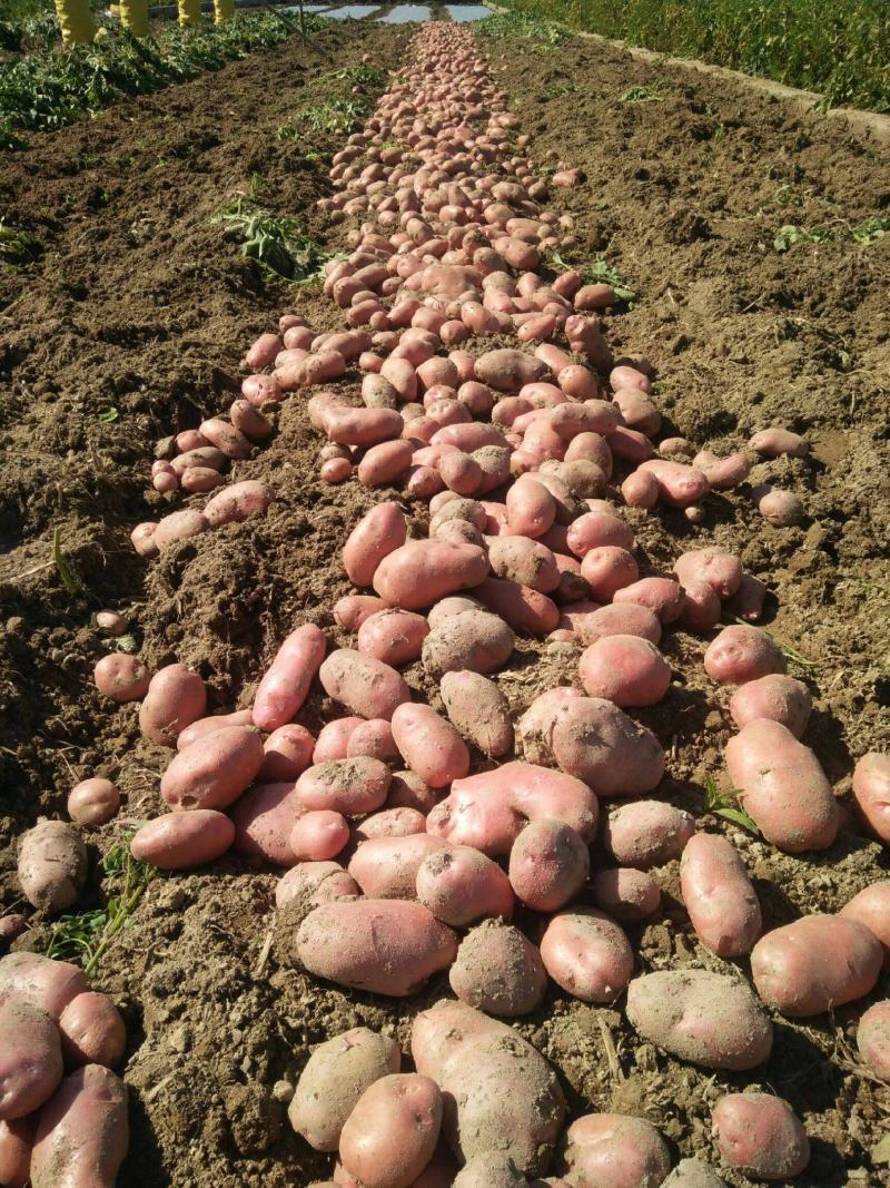 云南青薯9号土豆大量上市产地直供质量保证量大从优