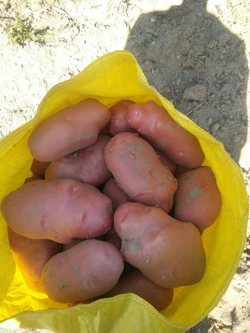 云南青薯9号土豆大量上市产地直供质量保证量大从优