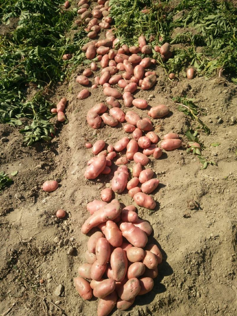 云南青薯9号土豆大量上市产地直供质量保证量大从优