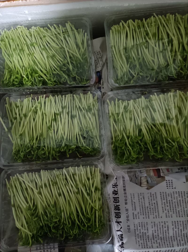 豆苗