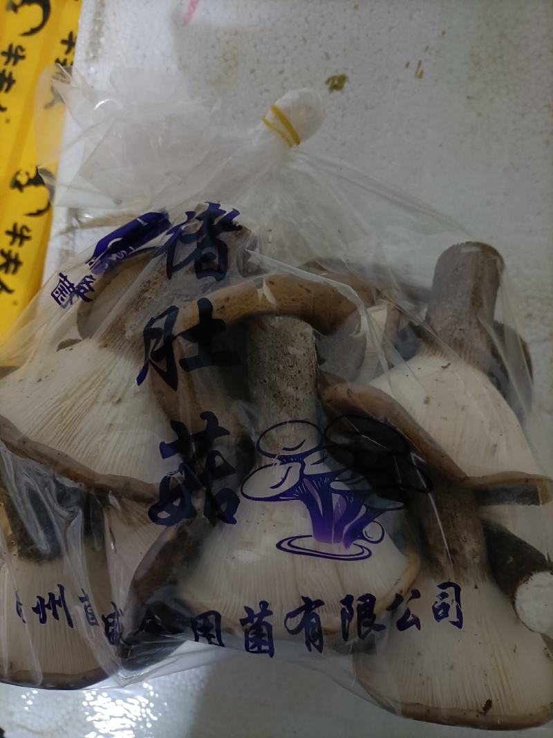 猪肚菇