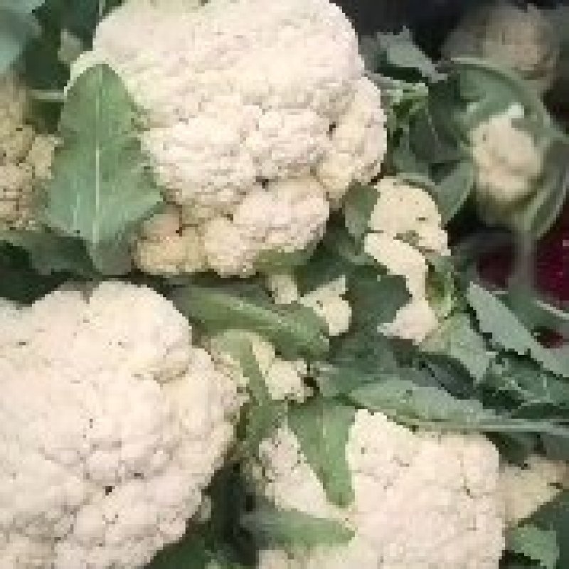 花菜，砀山县，有机花菜，货源充足，保证质量，欢迎选购。