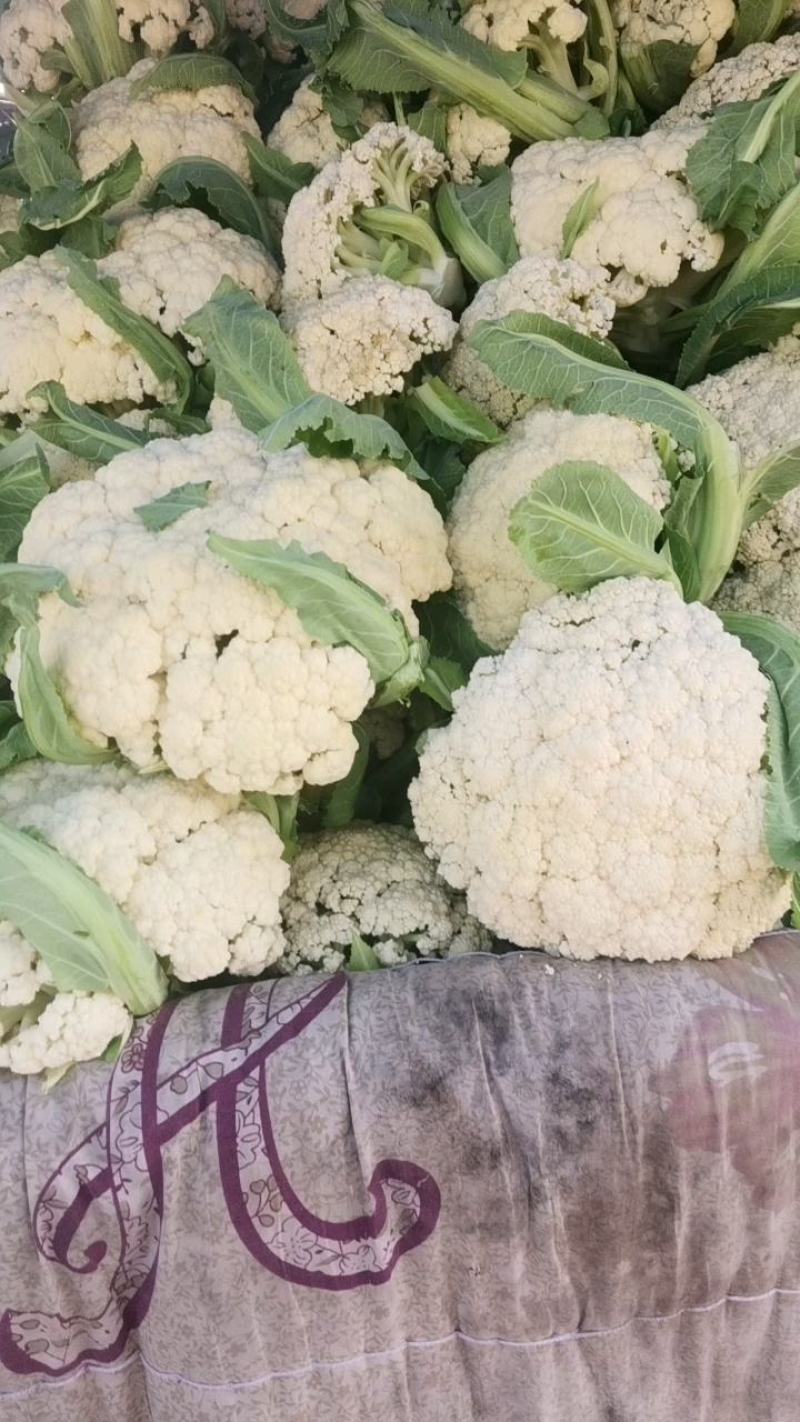 花菜，砀山县，有机花菜，货源充足，保证质量，欢迎选购。