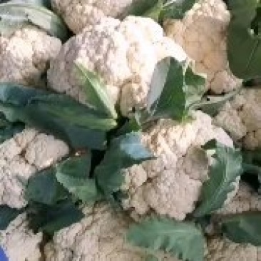 花菜，砀山县，有机花菜，货源充足，保证质量，欢迎选购。
