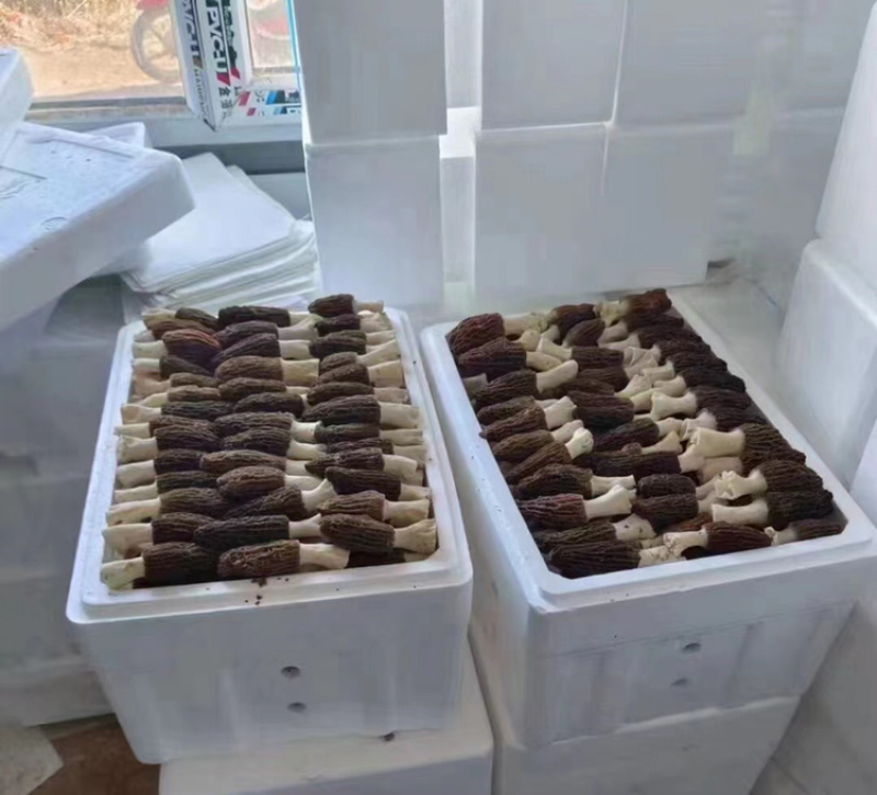 新鲜羊肚菌