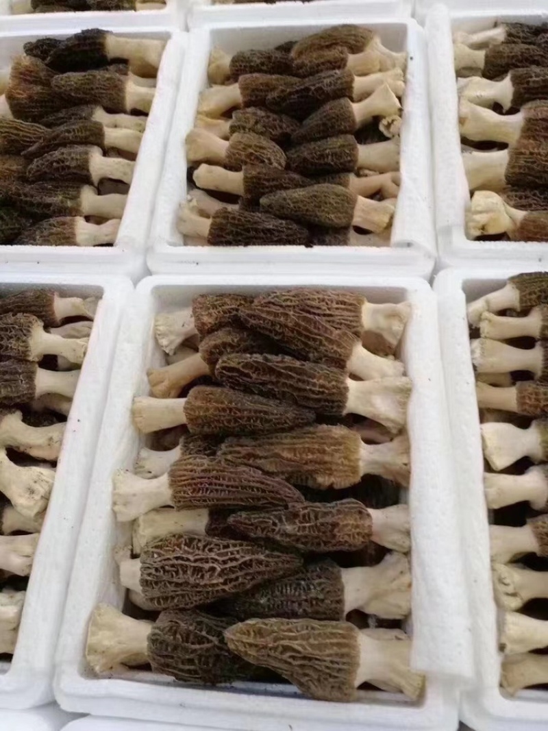 新鲜羊肚菌