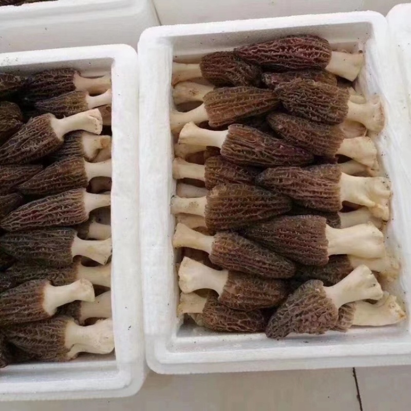 新鲜羊肚菌
