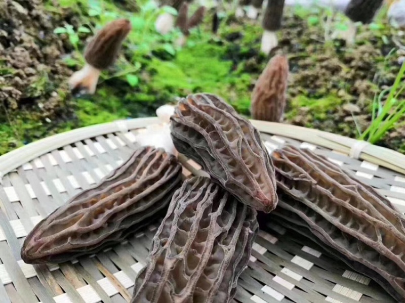 新鲜羊肚菌