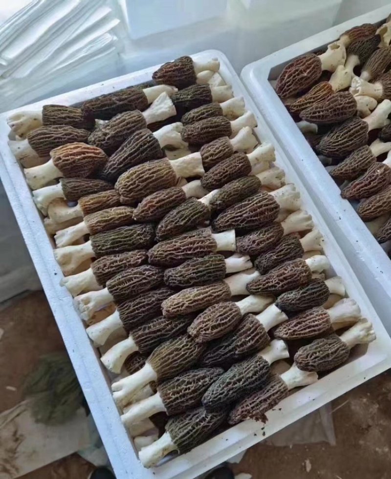 新鲜羊肚菌