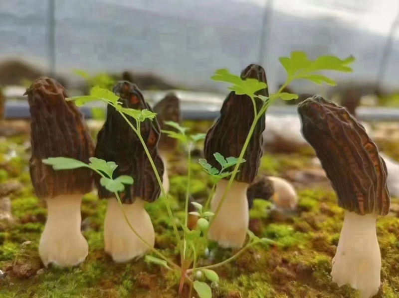 新鲜羊肚菌