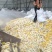 推荐】饲料销售熟玉米饲料可喂牛羊猪鸡鸭可节省成本五成以上