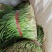【推荐】韭菜河北唐山乐亭县大叶韭菜种植基地直销