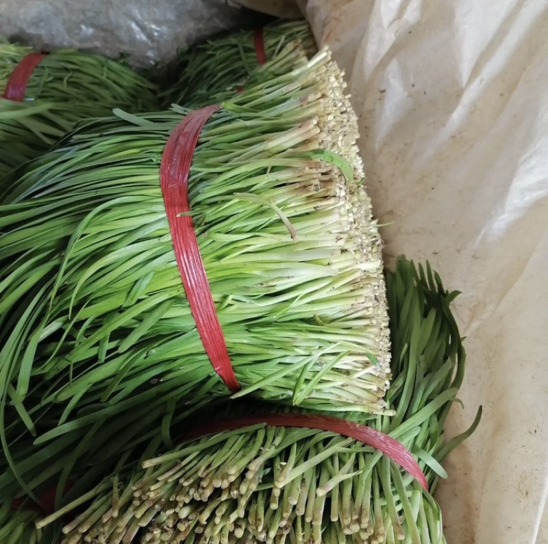 【推荐】韭菜河北唐山乐亭县大叶韭菜种植基地直销