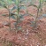 红芽柠檬小苗