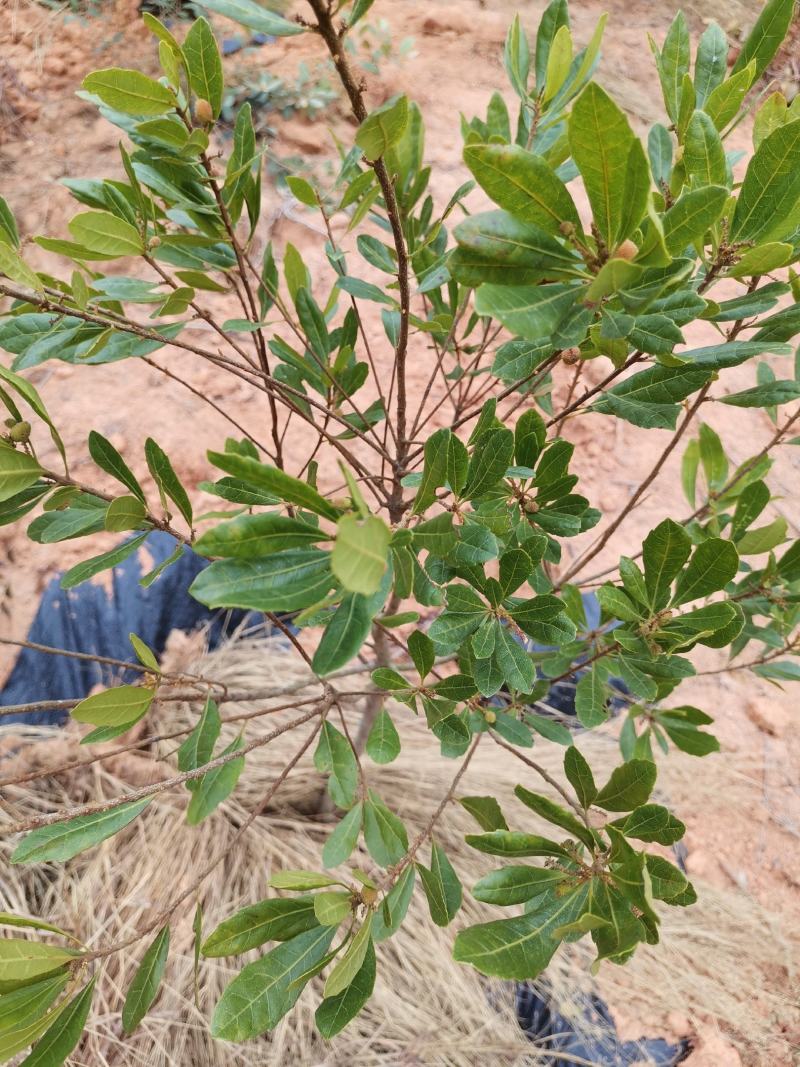 早熟杨梅苗