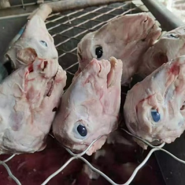 保定羊头