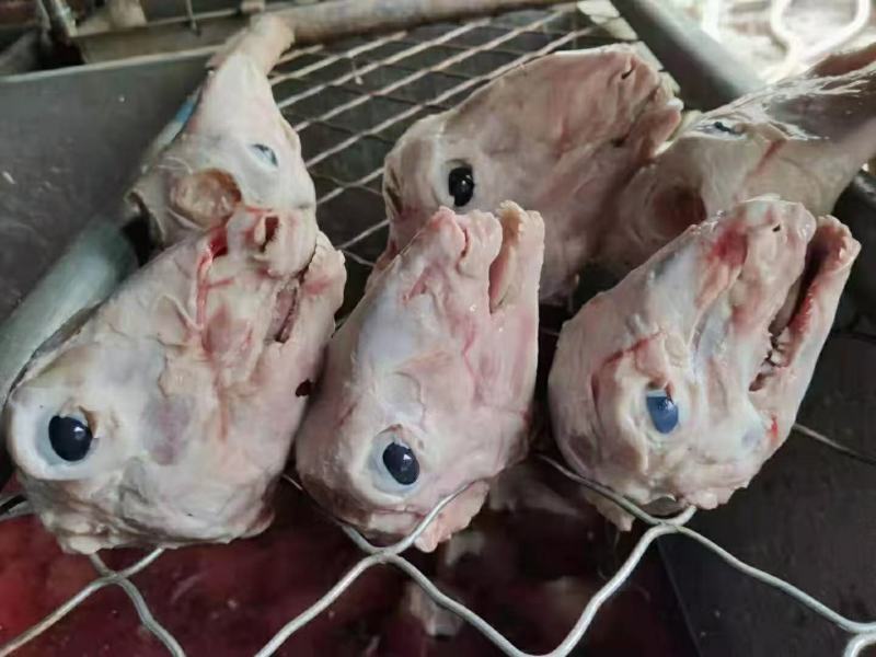 保定羊头