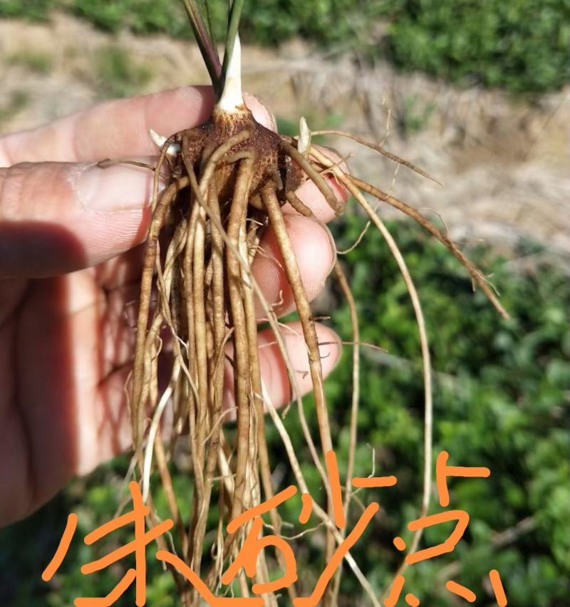 苍术种苗白茬朱砂点苍术种苗一年苗二年苗
