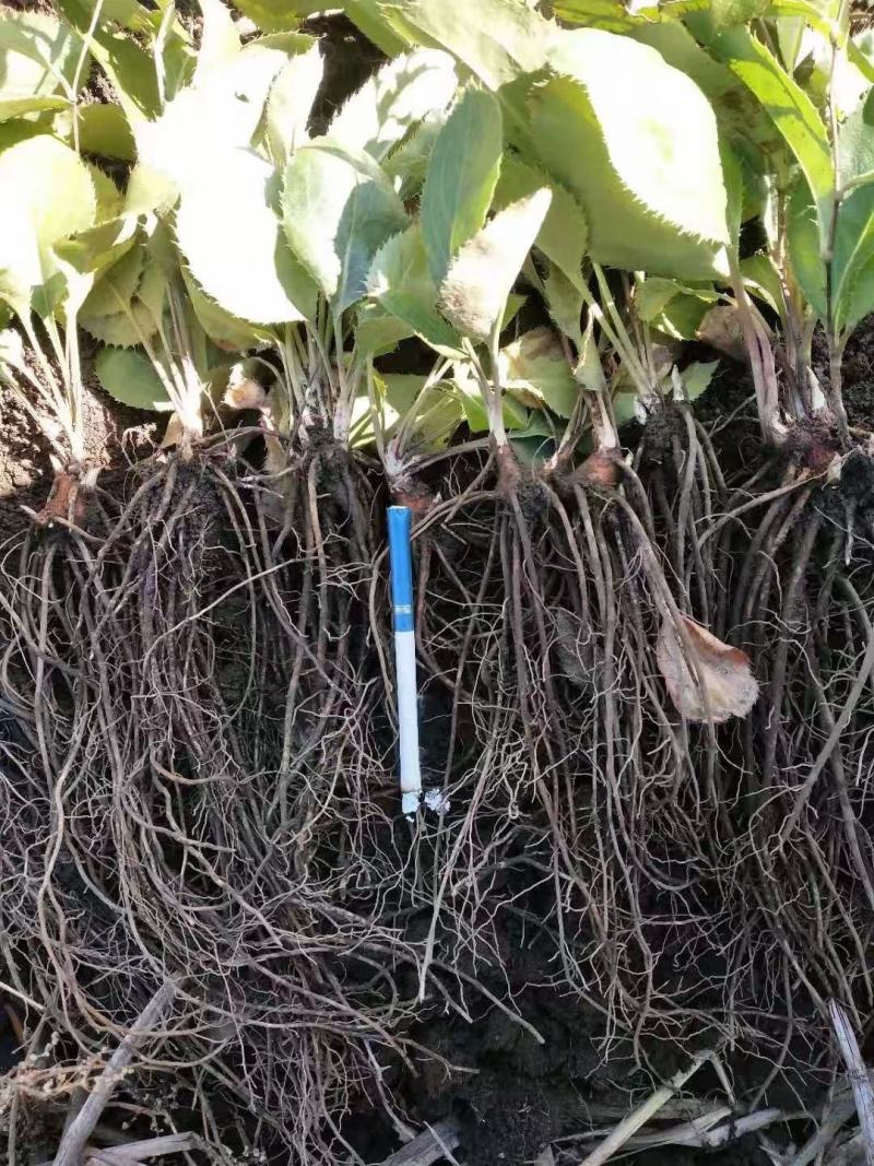 苍术种苗白茬朱砂点苍术种苗一年苗二年苗