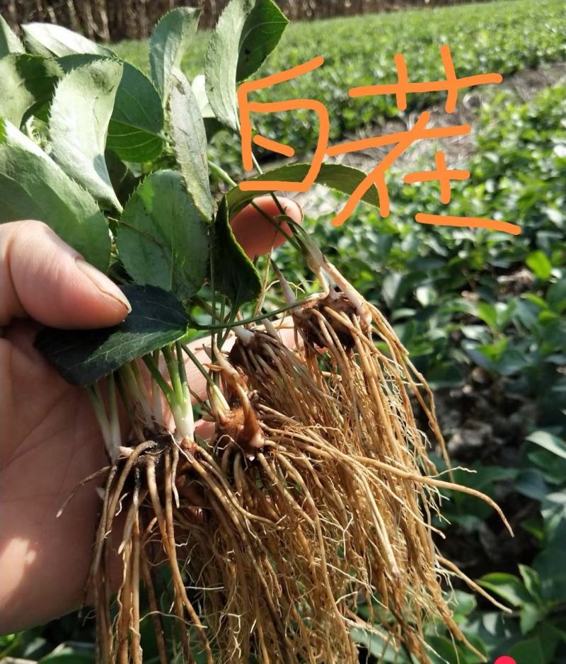 苍术种苗白茬朱砂点苍术种苗一年苗二年苗