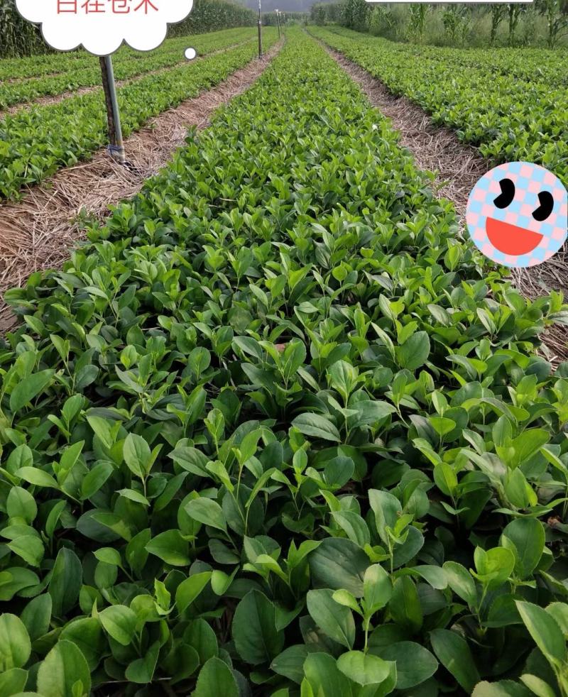 苍术种苗白茬朱砂点苍术种苗一年苗二年苗