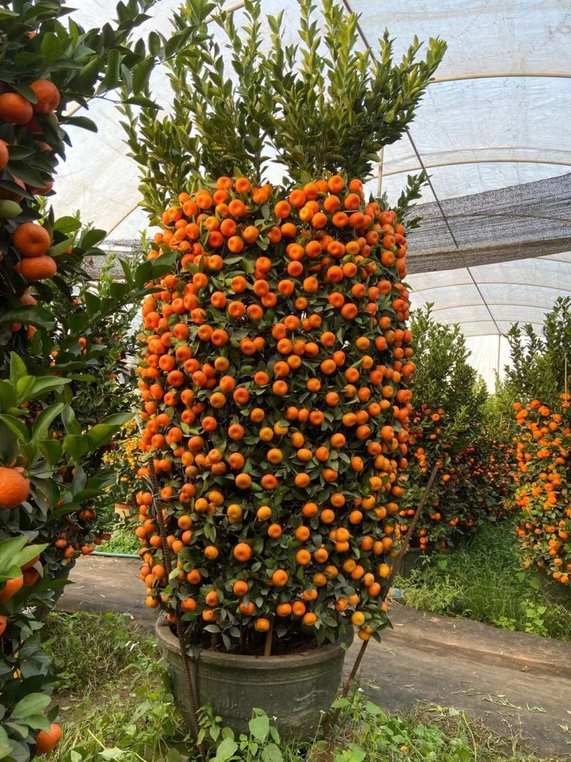 广州白云花都超大盆企业单位工厂门囗朱砂桔春节年桔盆栽