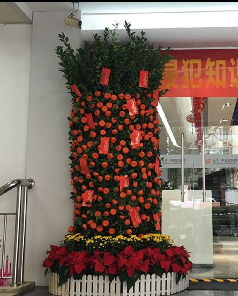 广州白云花都超大盆企业单位工厂门囗朱砂桔春节年桔盆栽
