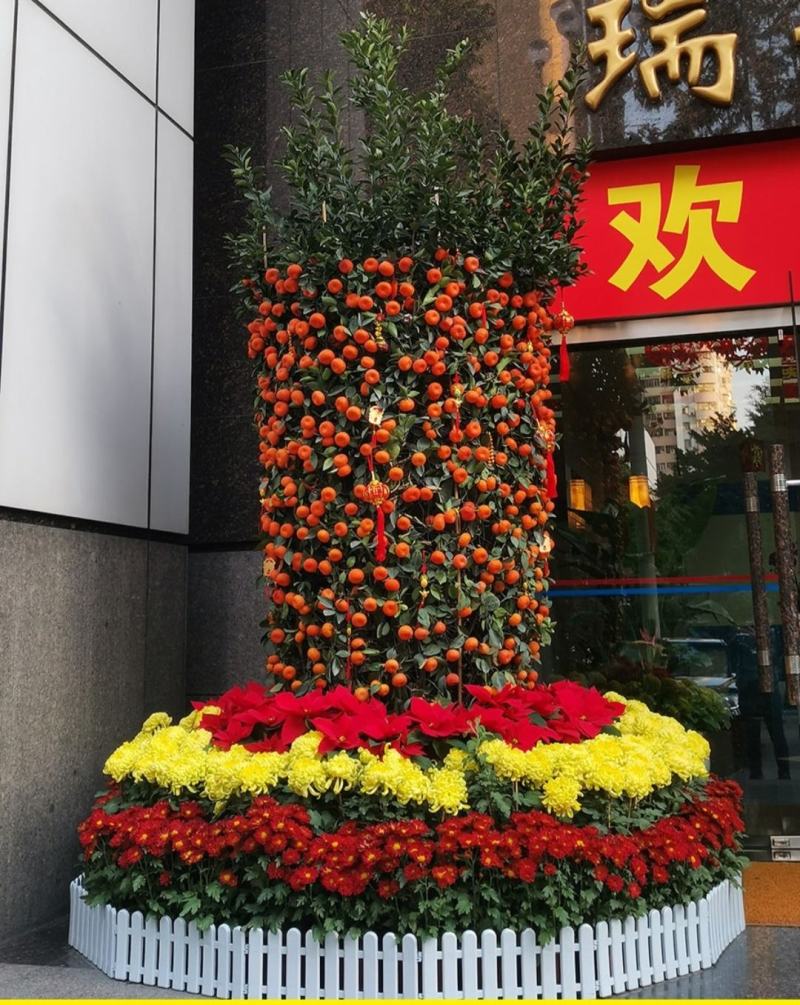 广州白云花都超大盆企业单位工厂门囗朱砂桔春节年桔盆栽