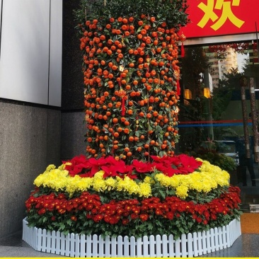 广州白云花都超大盆企业单位工厂门囗朱砂桔春节年桔盆栽