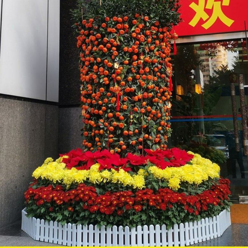 广州白云花都超大盆企业单位工厂门囗朱砂桔春节年桔盆栽
