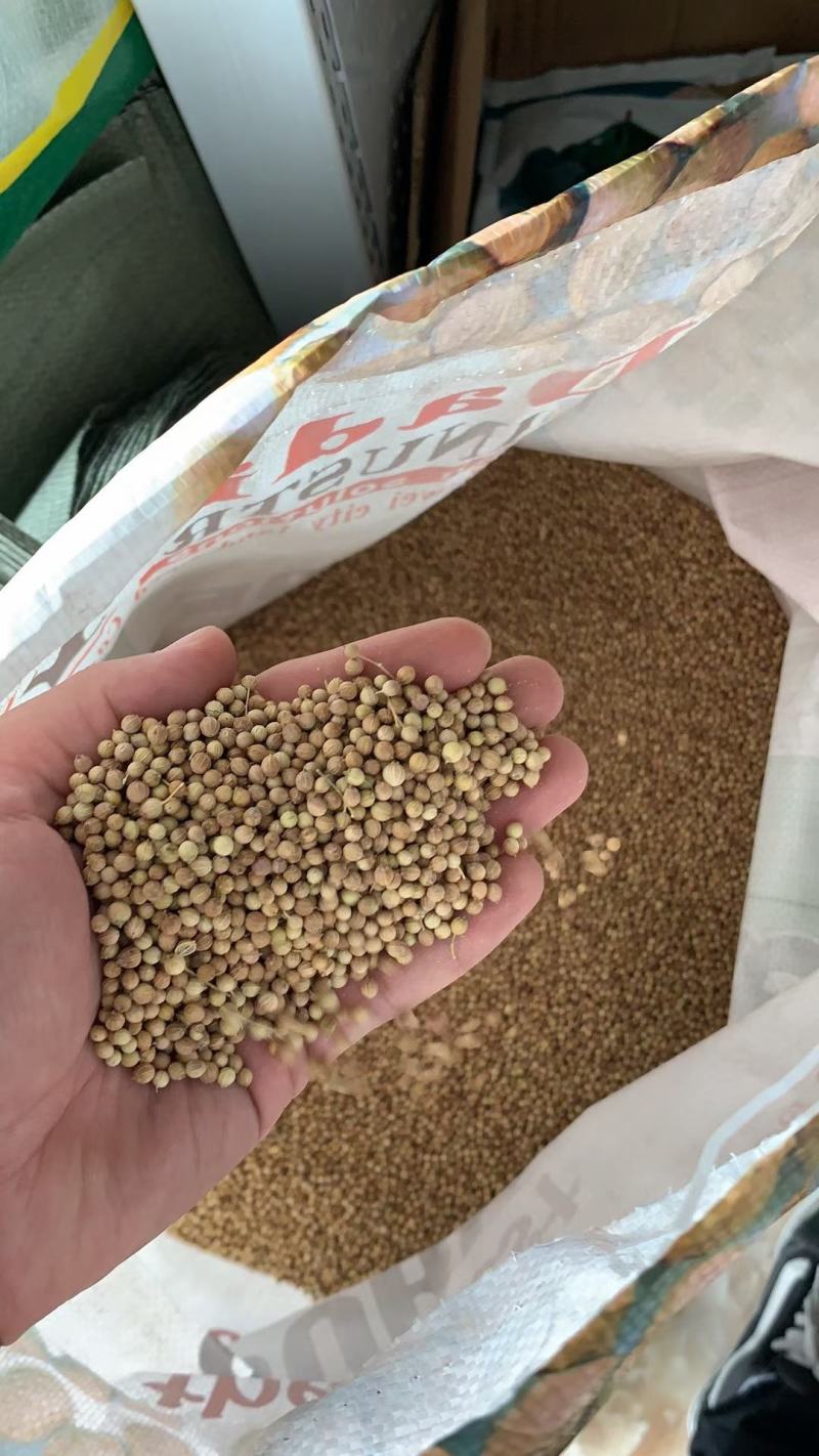 澳洲进口香菜种子一年四季均可播蔬菜籽夏秋耐热耐寒香菜种子