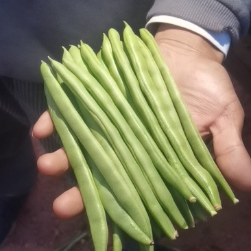 有四季豆，小金豆