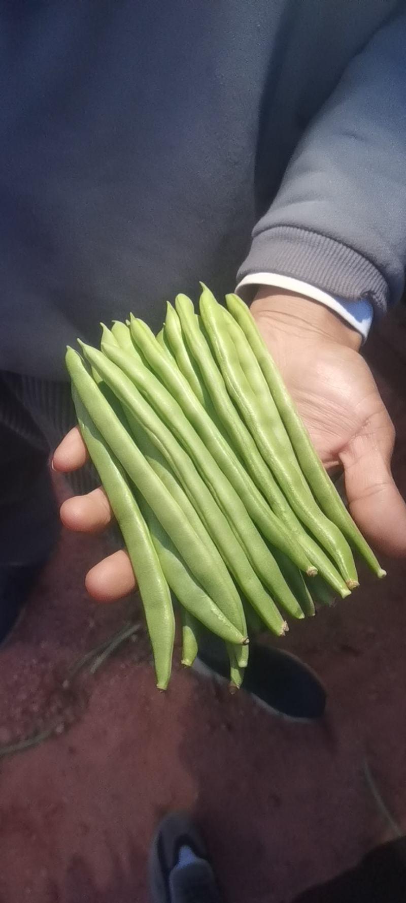 有四季豆，小金豆