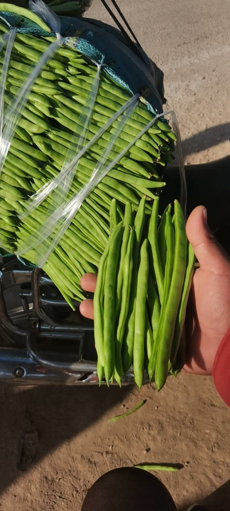 有四季豆，小金豆