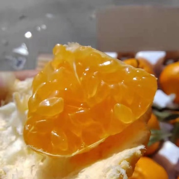 蒲江春见耙耙柑不催熟，不打蜡科学管理味道巴适