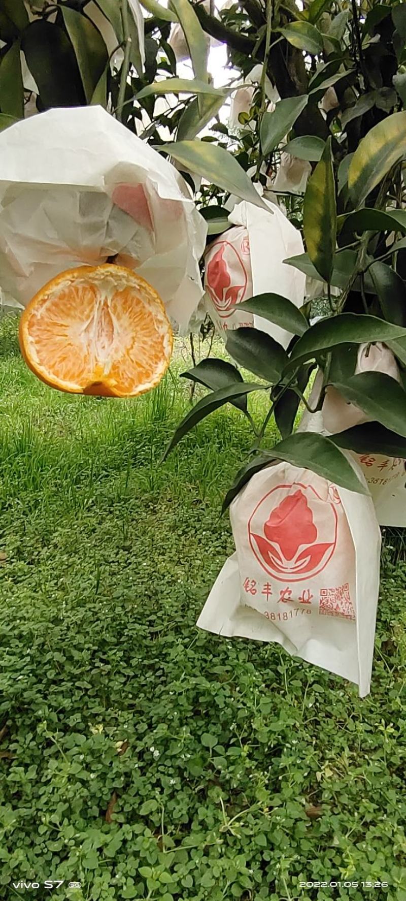 蒲江春见耙耙柑不催熟，不打蜡科学管理味道巴适