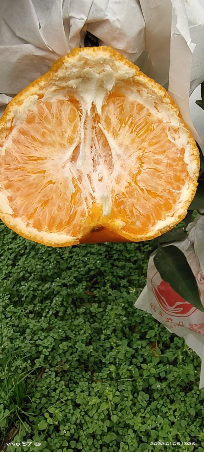 蒲江春见耙耙柑不催熟，不打蜡科学管理味道巴适