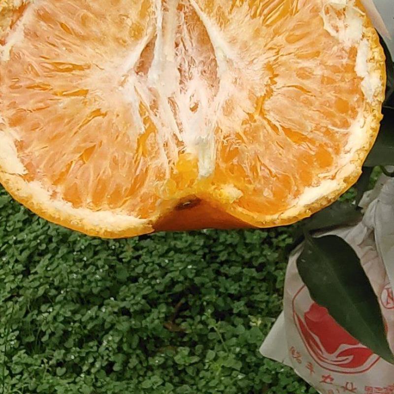 蒲江春见耙耙柑不催熟不打蜡现采现发一手货源